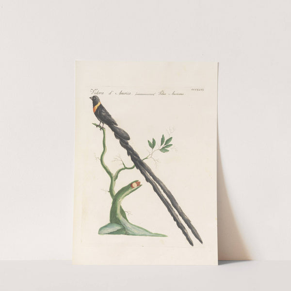 Ornithologia methodice digesta Pl.328 by Saverio Manetti