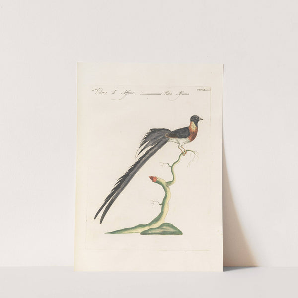 Ornithologia methodice digesta Pl.329 by Saverio Manetti