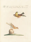 Ornithologia methodice digesta Pl.330