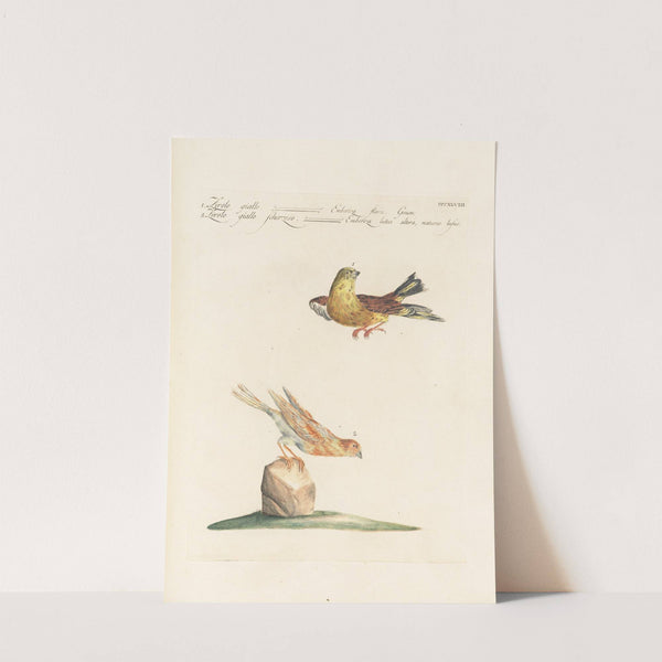 Ornithologia methodice digesta Pl.330 by Saverio Manetti