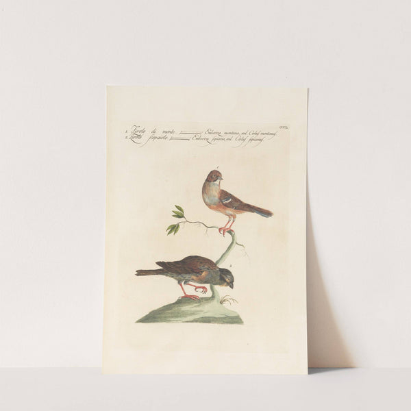 Ornithologia methodice digesta Pl.332 by Saverio Manetti