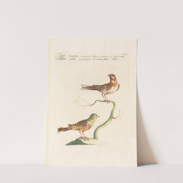 Ornithologia methodice digesta Pl.333 by Saverio Manetti