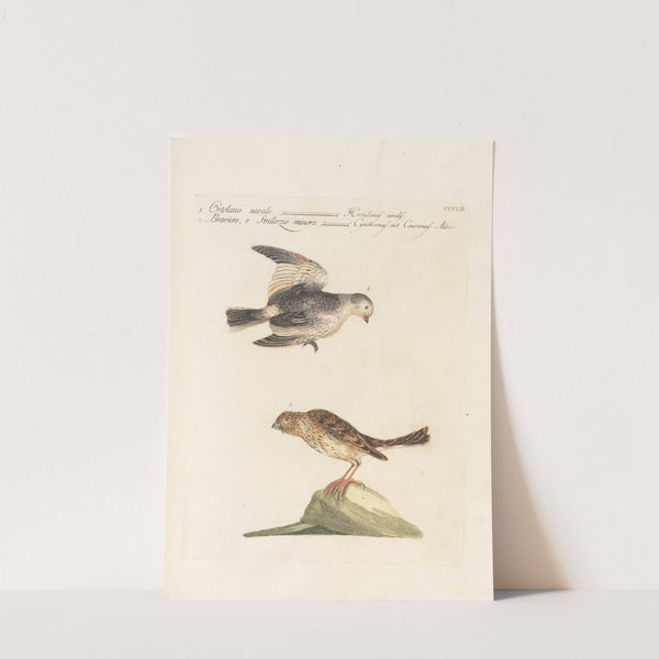 Ornithologia methodice digesta Pl.334 by Saverio Manetti