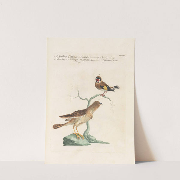 Ornithologia methodice digesta Pl.335 by Saverio Manetti