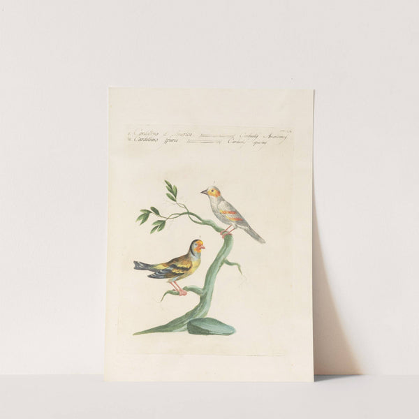 Ornithologia methodice digesta Pl.337 by Saverio Manetti