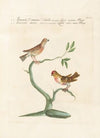 Ornithologia methodice digesta Pl.338