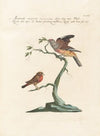 Ornithologia methodice digesta Pl.339