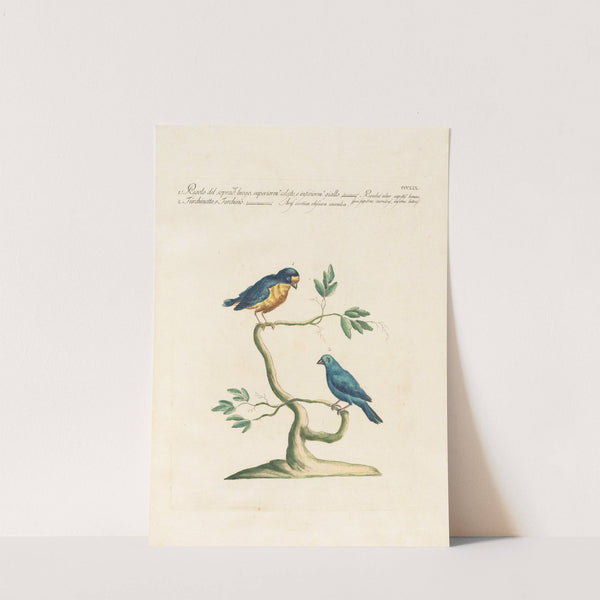 Ornithologia methodice digesta Pl.341 by Saverio Manetti
