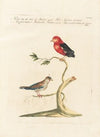 Ornithologia methodice digesta Pl.342