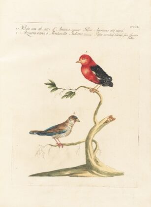 Ornithologia methodice digesta Pl.342