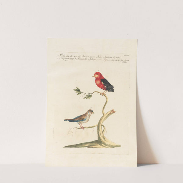 Ornithologia methodice digesta Pl.342 by Saverio Manetti