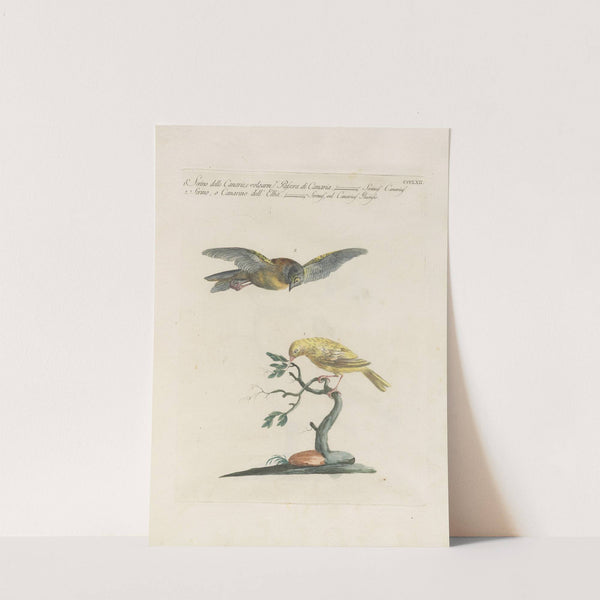 Ornithologia methodice digesta Pl.344 by Saverio Manetti