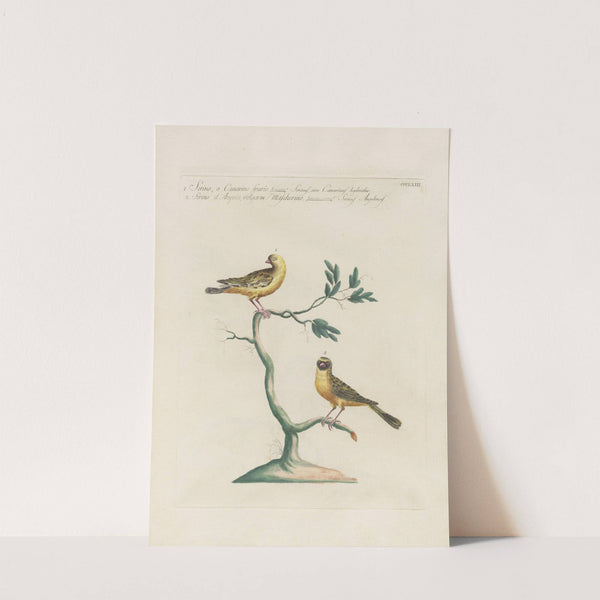 Ornithologia methodice digesta Pl.345 by Saverio Manetti