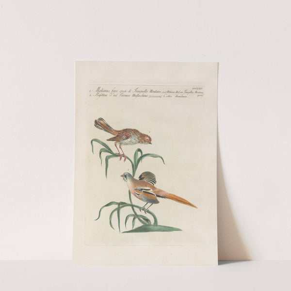 Ornithologia methodice digesta Pl.346 by Saverio Manetti