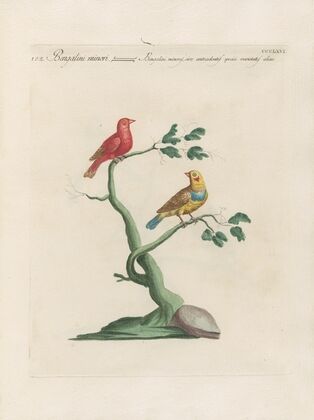 Ornithologia methodice digesta Pl.348