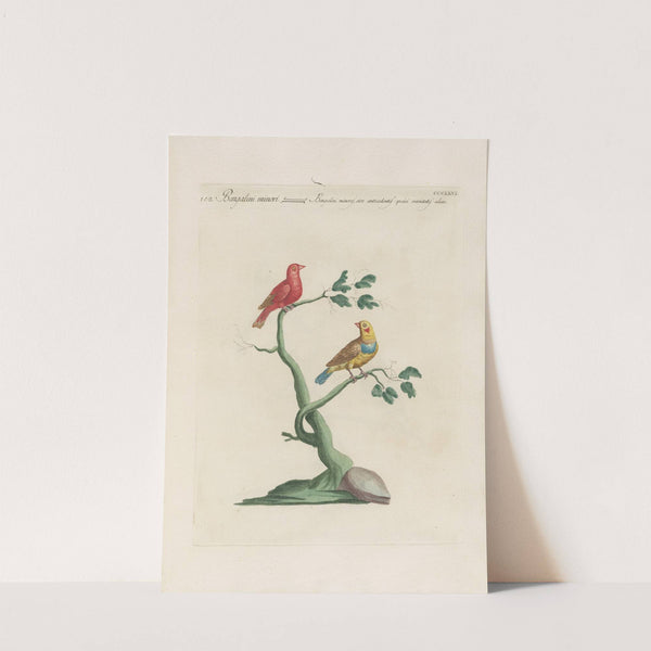 Ornithologia methodice digesta Pl.348 by Saverio Manetti