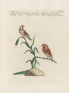 Ornithologia methodice digesta Pl.349