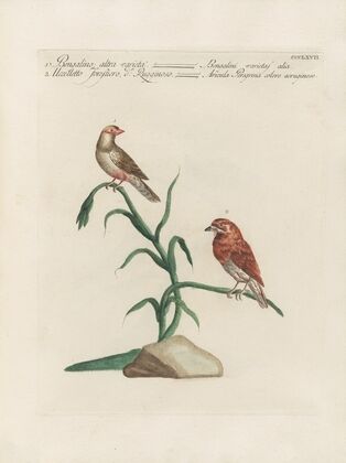 Ornithologia methodice digesta Pl.349