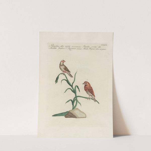 Ornithologia methodice digesta Pl.349 by Saverio Manetti