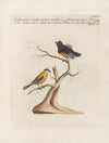 Ornithologia methodice digesta Pl.350