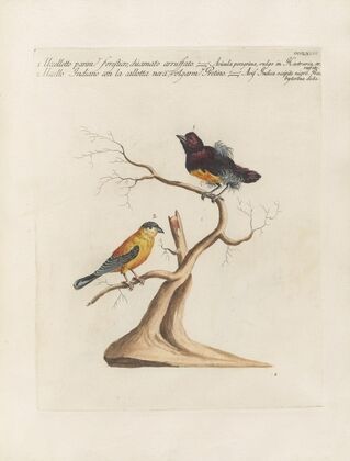 Ornithologia methodice digesta Pl.350
