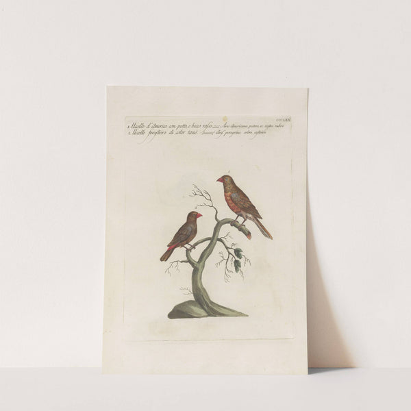 Ornithologia methodice digesta Pl.352 by Saverio Manetti