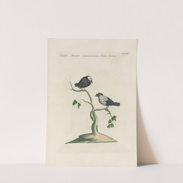 Ornithologia methodice digesta Pl.353 by Saverio Manetti