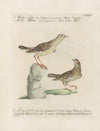 Ornithologia methodice digesta Pl.354