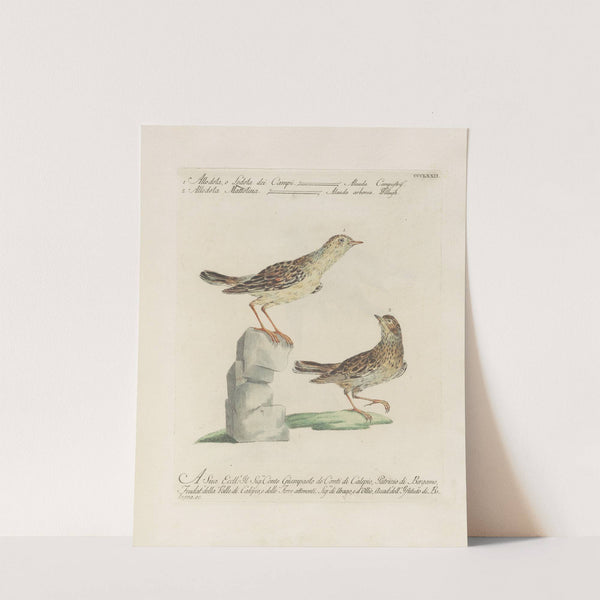 Ornithologia methodice digesta Pl.354 by Saverio Manetti