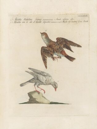 Ornithologia methodice digesta Pl.355