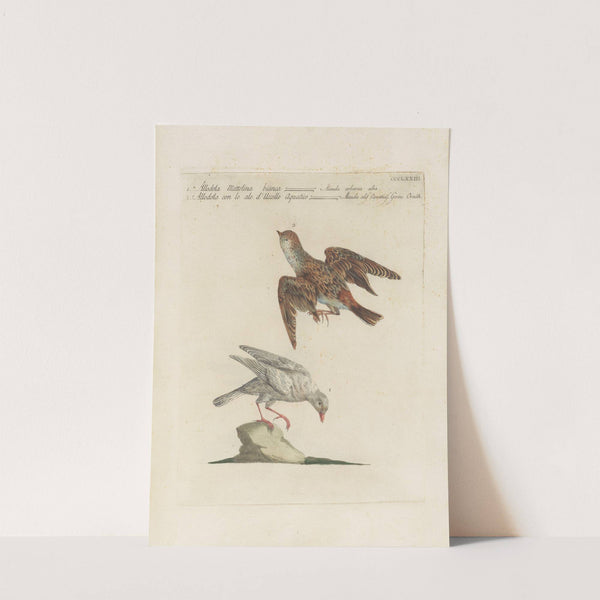 Ornithologia methodice digesta Pl.355 by Saverio Manetti