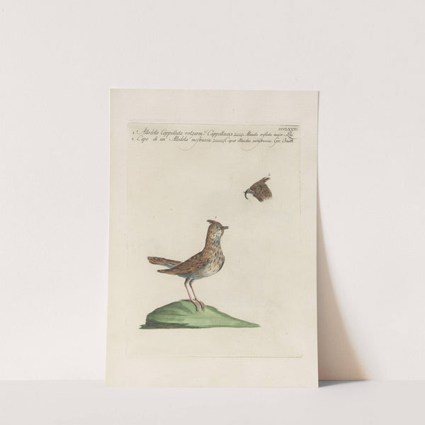 Ornithologia methodice digesta Pl.356 by Saverio Manetti