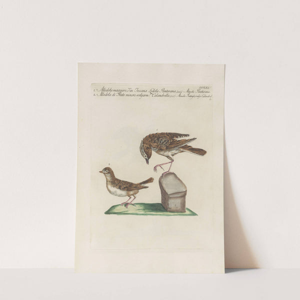 Ornithologia methodice digesta Pl.357 by Saverio Manetti