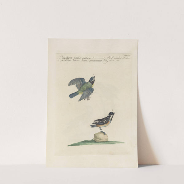 Ornithologia methodice digesta Pl.358 by Saverio Manetti