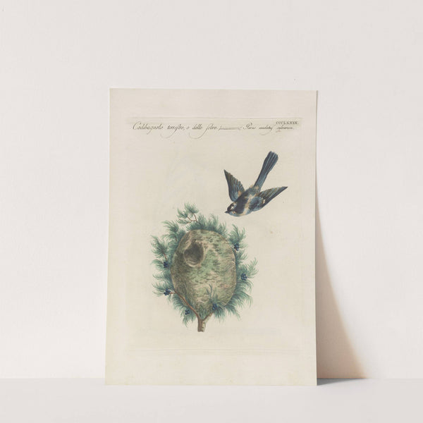 Ornithologia methodice digesta Pl.361 by Saverio Manetti