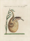 Ornithologia methodice digesta Pl.362