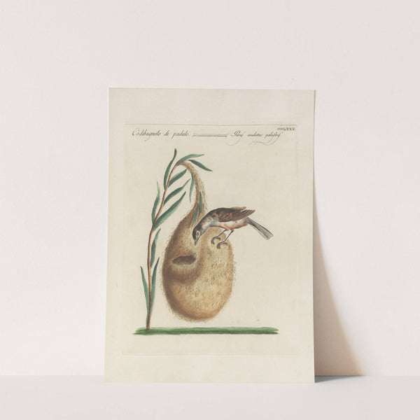 Ornithologia methodice digesta Pl.362 by Saverio Manetti