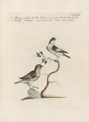 Ornithologia methodice digesta Pl.363