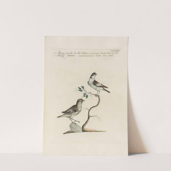 Ornithologia methodice digesta Pl.363 by Saverio Manetti