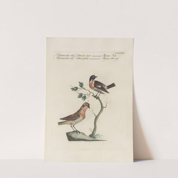 Ornithologia methodice digesta Pl.364 by Saverio Manetti