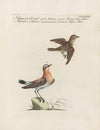Ornithologia methodice digesta Pl.365