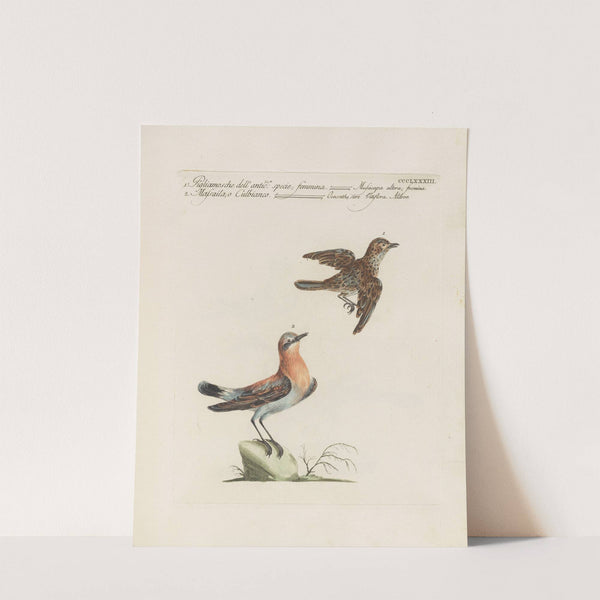 Ornithologia methodice digesta Pl.365 by Saverio Manetti