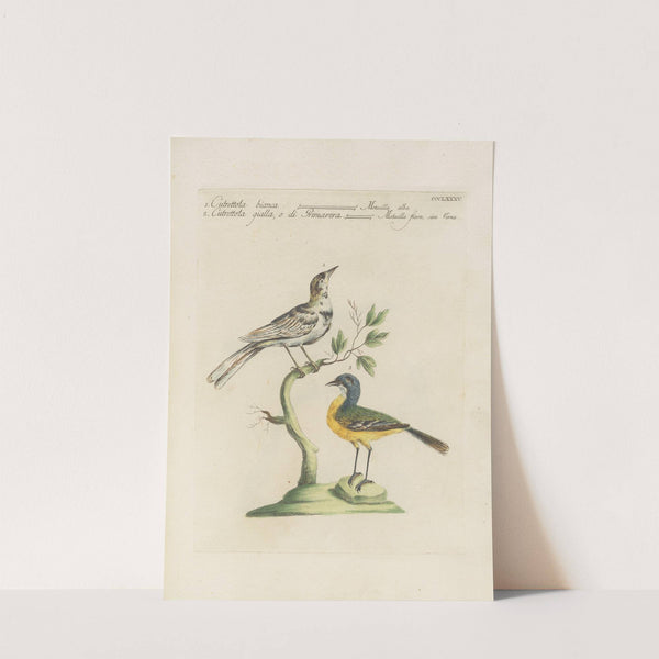 Ornithologia methodice digesta Pl.367 by Saverio Manetti