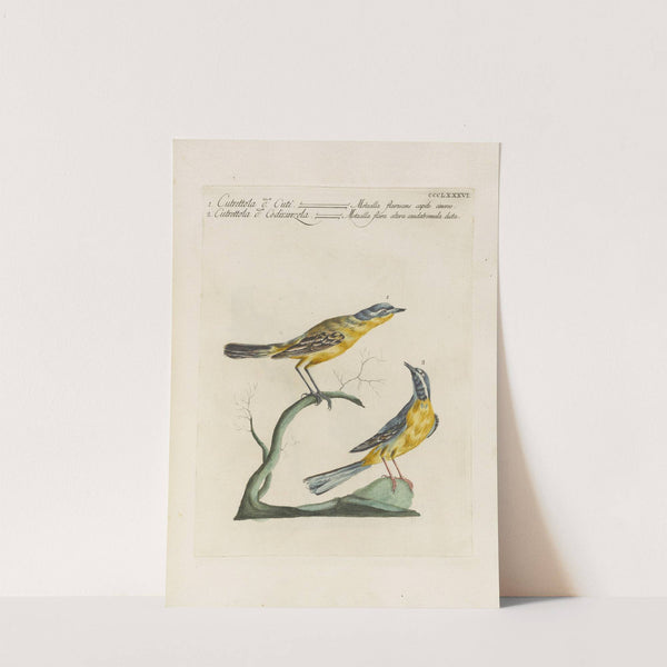 Ornithologia methodice digesta Pl.368 by Saverio Manetti