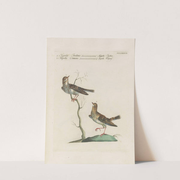 Ornithologia methodice digesta Pl.369 by Saverio Manetti