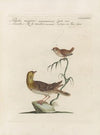 Ornithologia methodice digesta Pl.371