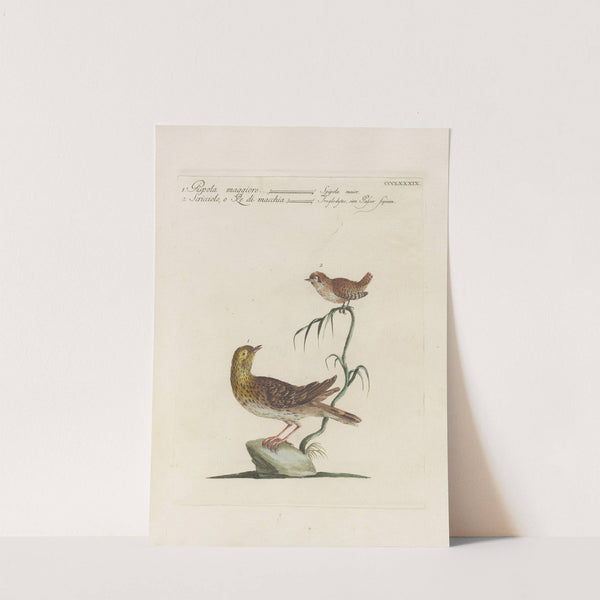 Ornithologia methodice digesta Pl.371 by Saverio Manetti