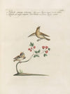 Ornithologia methodice digesta Pl.372