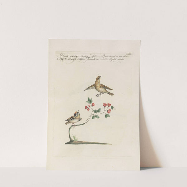 Ornithologia methodice digesta Pl.372 by Saverio Manetti