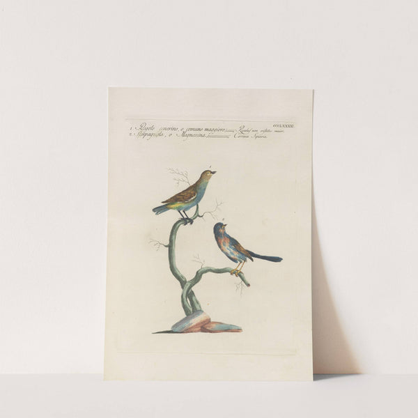 Ornithologia methodice digesta Pl.373 by Saverio Manetti